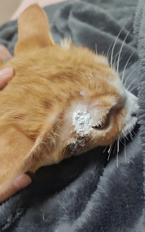 ভেটমেডিক্স কেস শেয়ারিং丨স্কিন আলসারেশনের চিকিৎসায় হাই-এনার্জি লেজার থেরাপির অ্যাপ্লিকেশন কেস