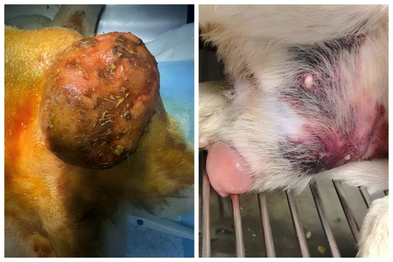 ভেটমেডিক্স কেস শেয়ারিং丨প্রোস্ট্যাটিক বৃদ্ধির চিকিৎসায় উচ্চ-শক্তি লেজার থেরাপির প্রয়োগ