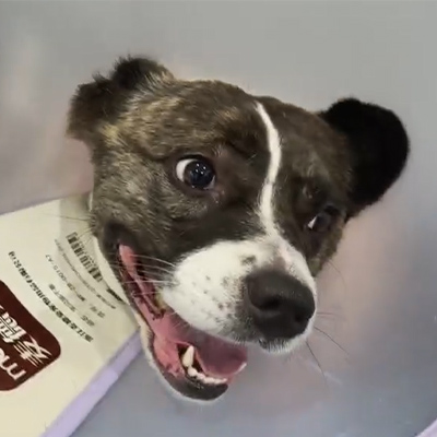 ভেটমেডিক্স কেস রিপোর্ট