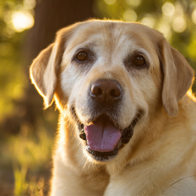 VetMedix কেস শেয়ারিং丨অপারেটিভ অ-হিলিং পেরিয়ানাল টিউমারের চিকিৎসায় উচ্চ-শক্তি লেজার থেরাপির আবেদন কেস